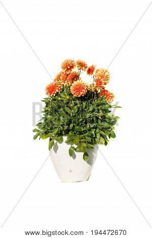 Isolated orange flower in white pot. Green leafs.