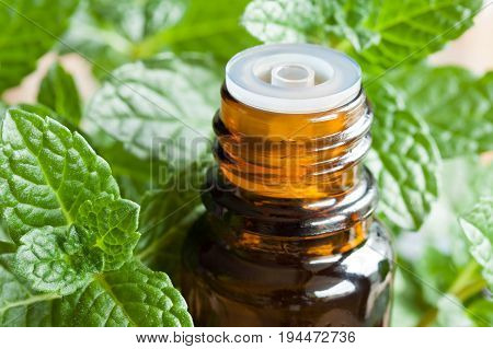 A Bottle Of Peppermint Essential Oil With Fresh Mint Leaves
