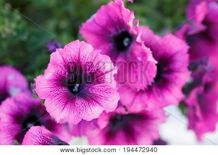 Dark Pink flower closeup. Beautiful summer flowers