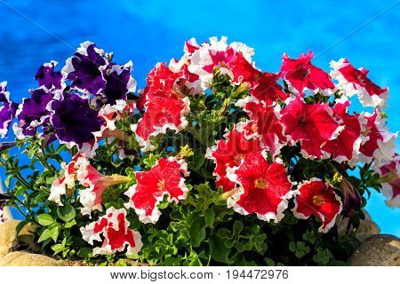 Colorful petunia flowers. Nature beautiful garden. Blue baskground