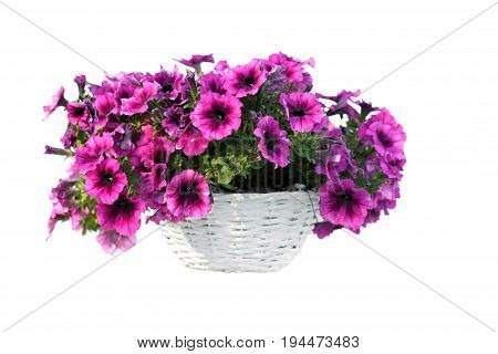 Isolated flowers in pot. Pink summer flowes in white pot. Isolated on white.
