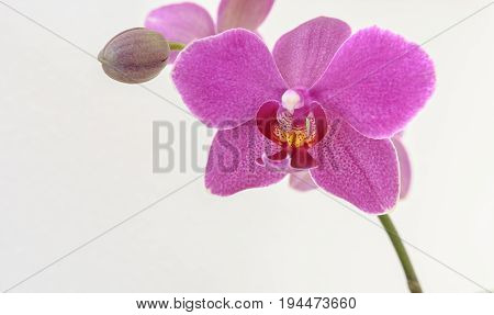 Pink Orchid isolated on white btextured background