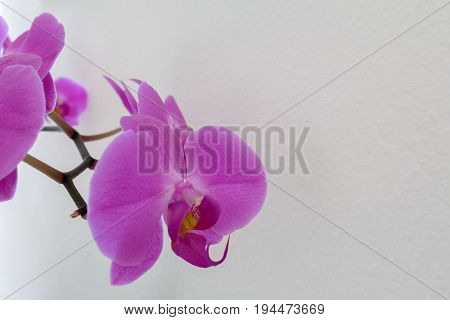 Pink Orchid isolated on white btextured background