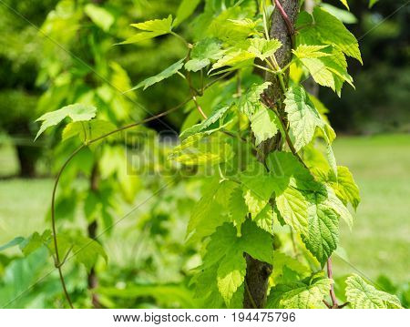 Close-up  of a Hops Plant. View on growing Hops in Summer. Green Leaves of a Hops Plant. Humulus lupulus.