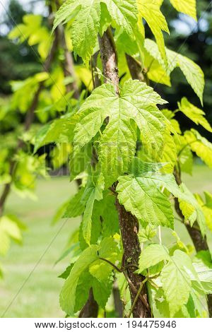Close-up  of a Hops Plant. View on growing Hops in Summer. Green Leaves of a Hops Plant. Humulus lupulus