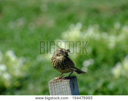 Meadow pipit with food for its young