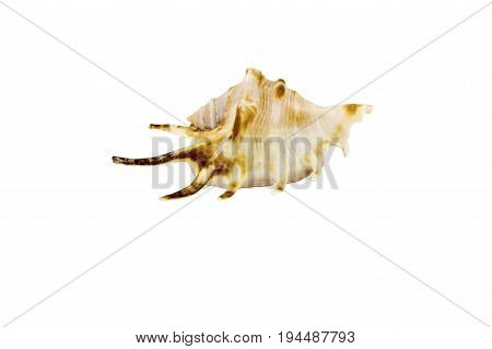 Beautiful Sea Shell,lambis Chiragra, Isolated On White Background For Posters, Sites, Business Cards