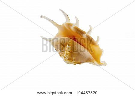 Beautiful Sea Shell,lambis Chiragra, Isolated On White Background For Posters, Sites, Business Cards