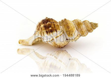 Beautiful Sea Shell,nobilis Bursa, Isolated On White Background