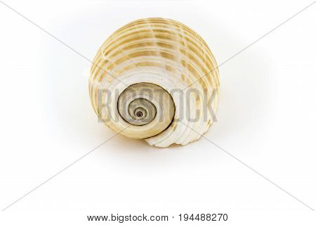 Beautiful Sea Shell,galea Tonna, Isolated On White Background For Posters, Sites, Business Cards, Po