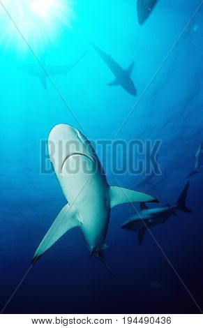 Blacktip sharks (carcharhinus limbatus), underwater view