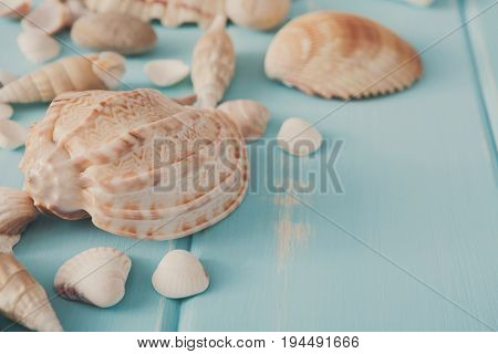 Seashells closeup on blue wood, sea vacation background with copy space on wooden planks