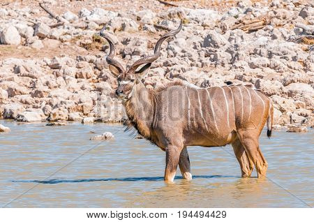 A greater kudu bull Tragelaphus strepsiceros standing in a waterhole