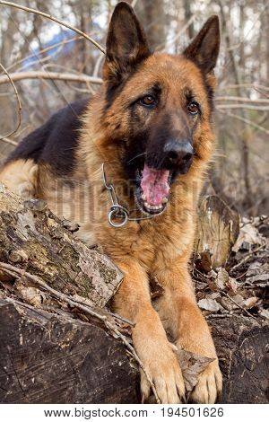 German shepherd on a walk in the Park