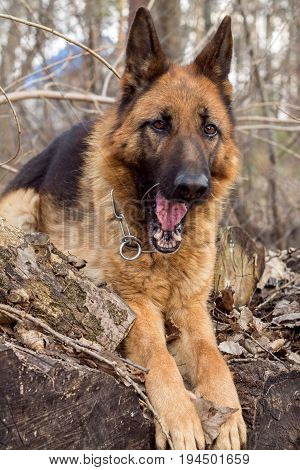 German shepherd on a walk in the Park