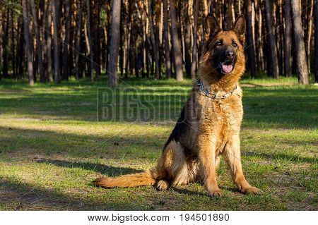 German shepherd on a walk in the Park