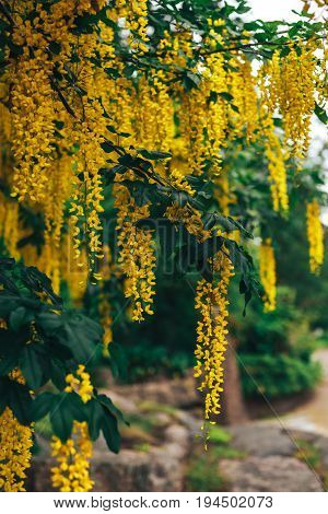 The great garden blooming yellow wisteria blossoms in Spring