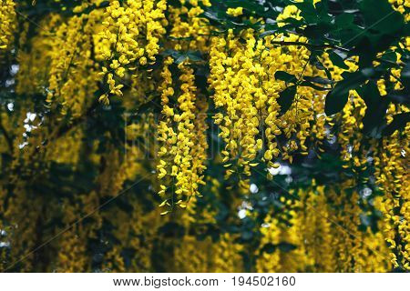 The great garden blooming yellow wisteria blossoms in Spring