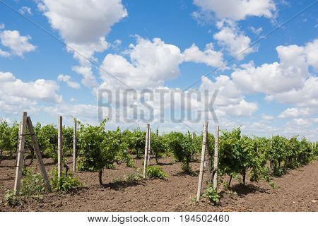 Vineyards, vine, green grapes ripen, beautiful clouds against blue sky, landscape, general plan