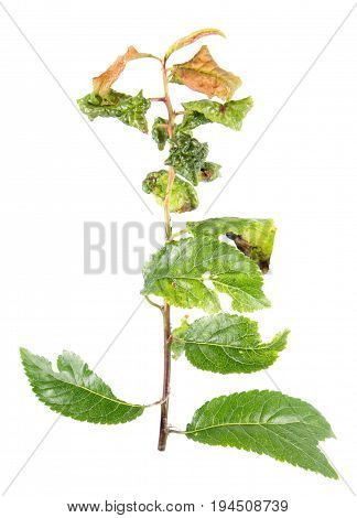 Curled leaves affected by aphid isolated on white background. Plant diseases
