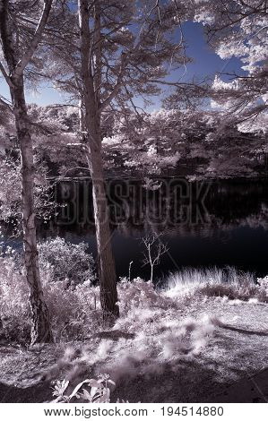 Beautiful False Color Surreal Infrared Landscape Image Of Lake And Surrounding Forest