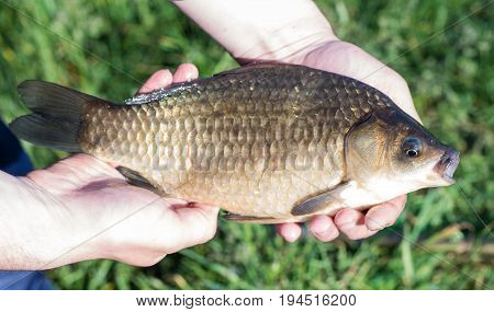 Large fish caught in fresh water by a fisherman