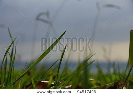 earth grass sea sky walk with the camera