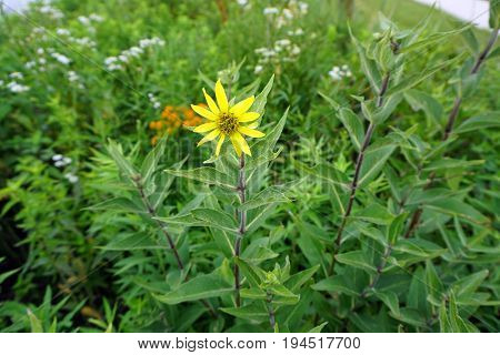 A prairie rosinweed flower (Silphium integrifolium), also known as the whole-leaf rosinweed and the entire-leaf rosinweed, blooms in Plainfield, Illinois during June.