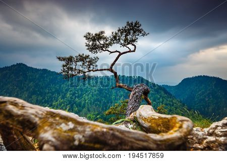 Sokolica Peak In Pieniny Mountains With A Famous Pine At The Top, Poland