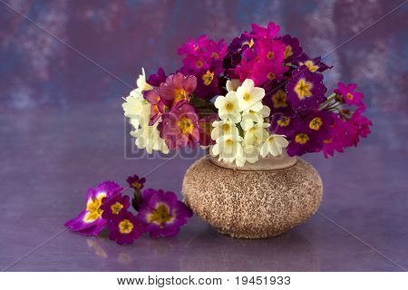 ช่อดอกไม้ primroses สปริง