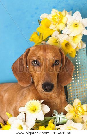 hund gravhund og gule foråret påskeliljer
