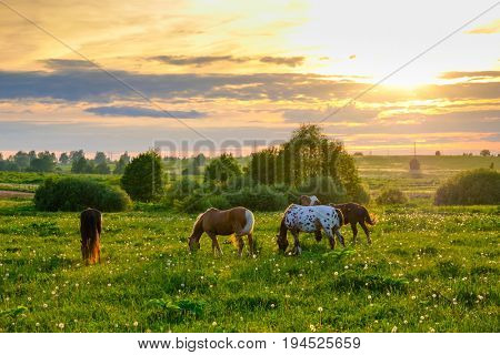 Horses are grazing in the meadow at sunset