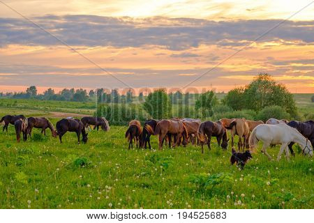 Horses are grazing in the meadow at sunset
