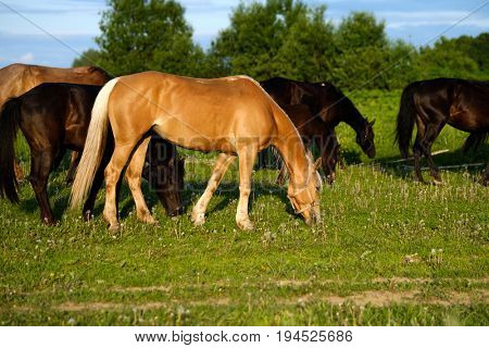 Horses are grazing in the meadow at sunset