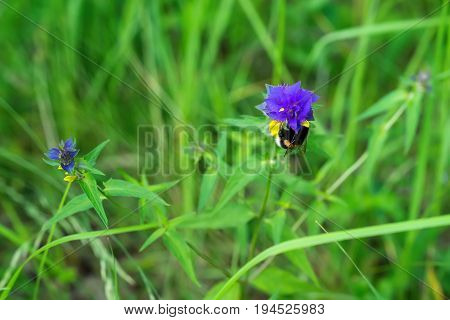 Bumblebee on a flower. Melampyrum flower Melampyrum nemorosum , very beautiful and delicate plant, decorative and therapeutic. Natural background. Concept of seasons, ecology, green planet, Health and green pharmacy