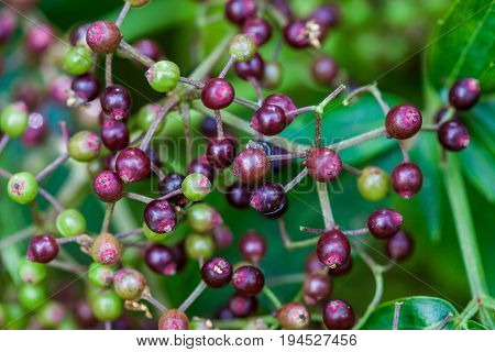 An elder fruit cluster ( Sambucus nigra)