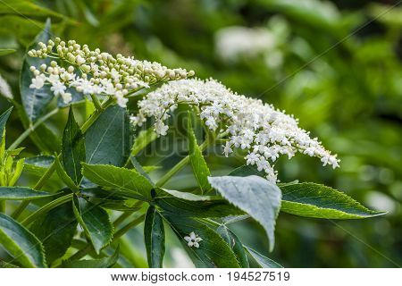 Inflorescence and leaves of elderflower (Sambucus nigra)