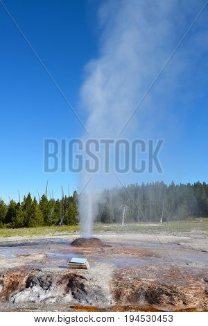 Pink Cone Geyser is a cone-type geyser in the Lower Geyser Basin of Yellowstone National Park. The geyser's sinter cone is a shell-pink caused by the presence of manganese and iron oxides.