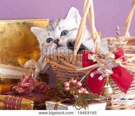 Chaton British et cadeaux dans une boîte brillante avec un fond de fiolet