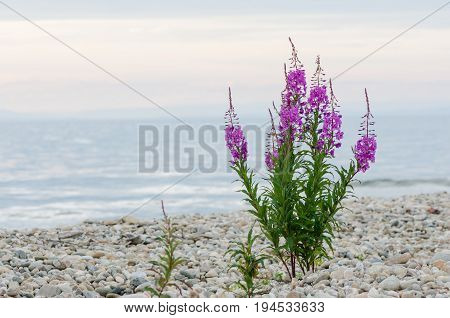 flowers of Willow-herb Ivan-tea on blurred background in in summer