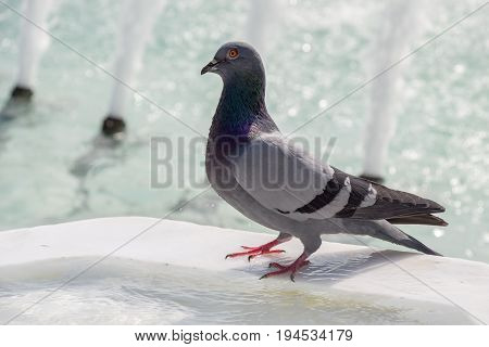City Pigeon By The Side Of  Fountain