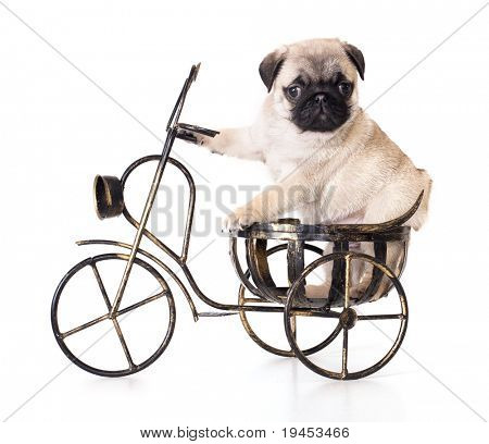 純血のパグ子犬 en バイク