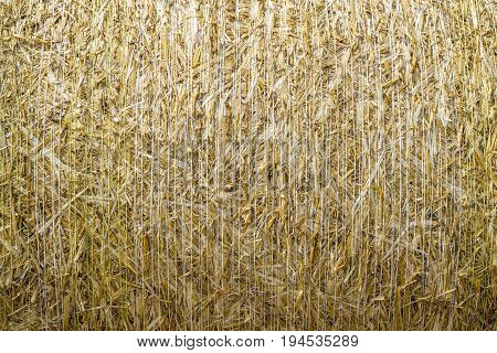 pattern closeup Natural texture of a straw bale of cereals wheat grain surface rolled