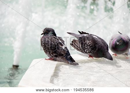 City Pigeons By The Side Of  Fountain