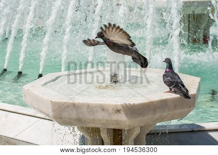 City Pigeons By The Side Of  Fountain