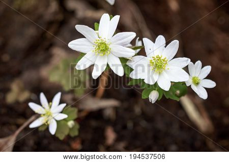 Woodland growing sharp lobed white anemone buttercup