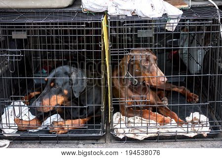 sad dogs in cages waiting for the owner