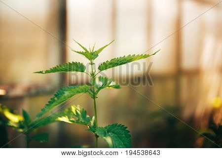 Nettle green in the sun, concept traditional recipes from the eco-farm.