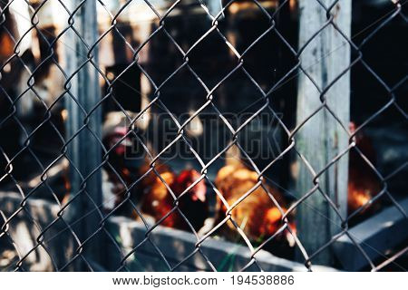 Texture background metal grid on the background of laying hens. Concept background for the manufacturer of the fence of the theme and holes.