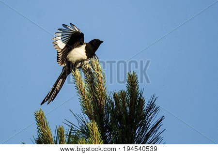 Black-Billed Magpie Perched High in an Evergreen Tree